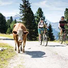 Appartements im Hochfeldhof für deinen Sommer im Zillertal