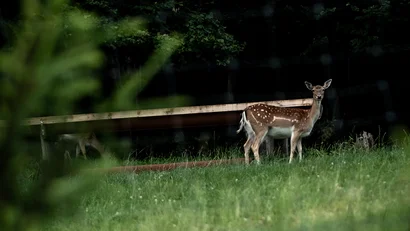Reh steht auf einer grünen Wiese vor dunklem Wald