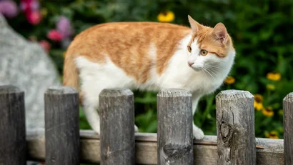 Orange-weiße Katze balanciert auf einem Holzzaun im Garten