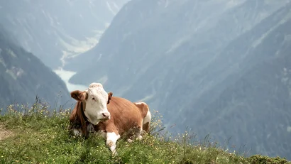 Kuh liegt auf einer grünen Wiese mit Bergpanorama im Hintergrund