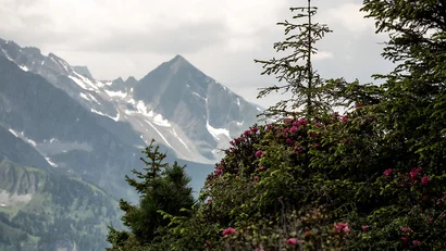 Berglandschaft mit Nadelbäumen und blühenden Sträuchern unter bewölktem Himmel